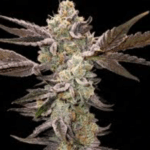 Capulator Seeds Vanta Black cannabis plant image 2