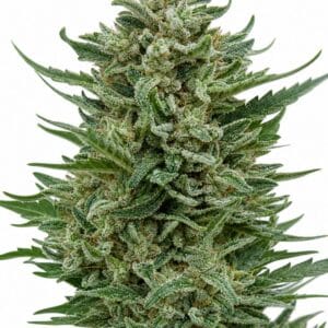 CBD OG Kush 1:15 by Seed City Bulk Cannabis Seeds plant image