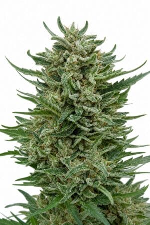 CBD OG Kush 1:15