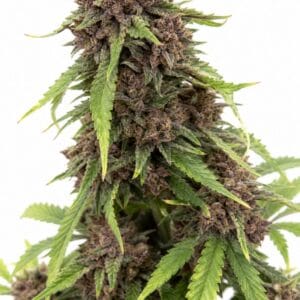 Cherry Cola RF3 Auto by Seed City Bulk Cannabis Seeds plant image