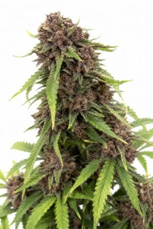 Cherry Cola RF3 Auto