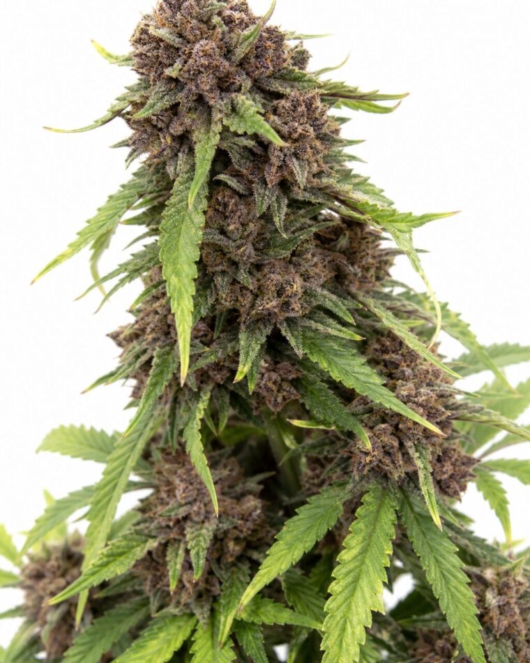Cherry Cola RF3 Auto by Seed City Bulk Cannabis Seeds plant image