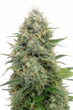 Cinderella 99
