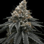 Common Wealth Seed Co Briar Berriez cannabis plant image 1
