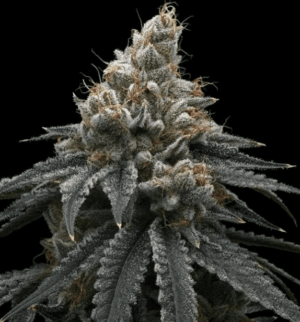 Briar Berriez