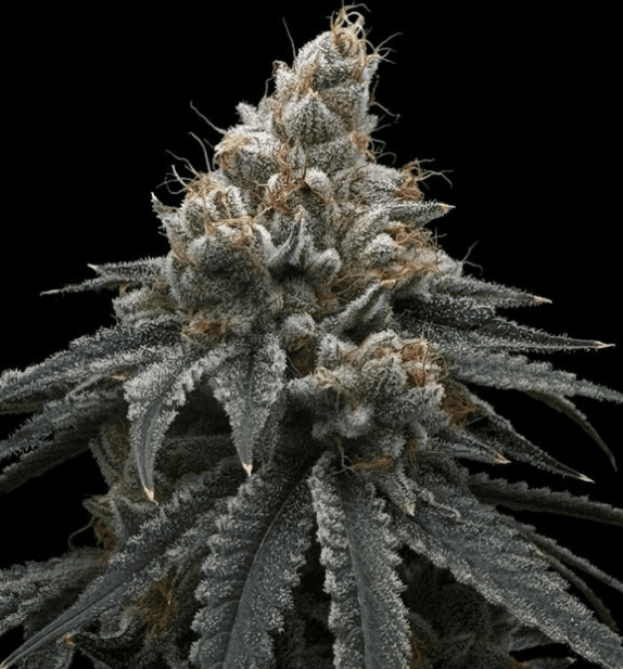 Common Wealth Seed Co Briar Berriez cannabis plant image 1