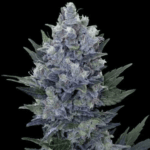 Common Wealth Seed Co Briar Berriez cannabis plant image 2