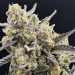 Common Wealth Seed Co Briar Patch cannabis plant image 2
