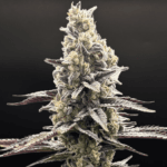 Common Wealth Seed Co Briar Patch cannabis plant image 3
