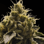 Common Wealth Seed Co Doomsday cannabis plant image 1