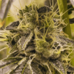 Common Wealth Seed Co Doomsday cannabis plant image 2