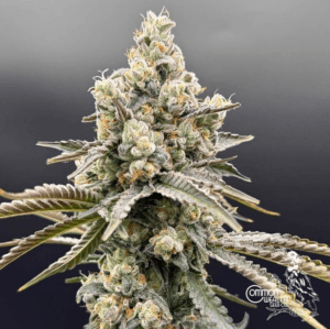 Golden Guava