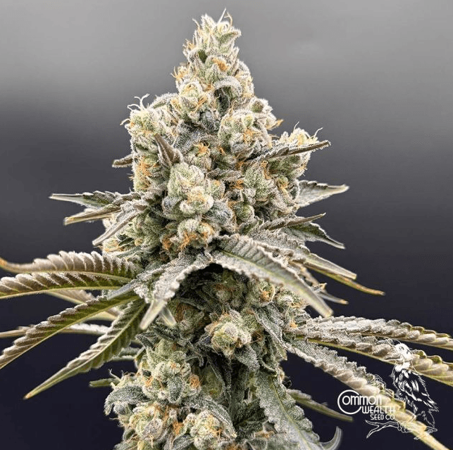 Common Wealth Seed Co Golden Guava cannabis plant image 1