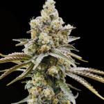 Common Wealth Seed Co Golden Guava cannabis plant image 2