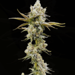 Common Wealth Seed Co Golden Guava cannabis plant image 3