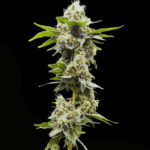 Common Wealth Seed Co Grape Ghost cannabis plant image 1