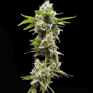 Grape Ghost