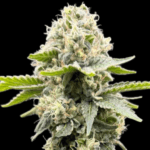 Common Wealth Seed Co Grape Ghost cannabis plant image 2