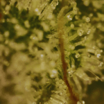 Common Wealth Seed Co Grape Ghost cannabis plant image 3