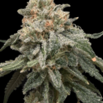 Common Wealth Seed Co Grape Goblin cannabis plant image 1