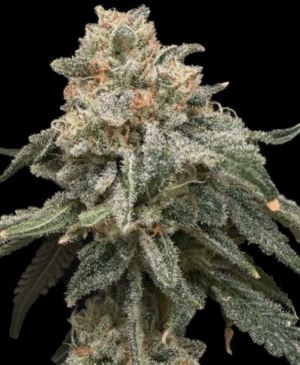 Grape Goblin