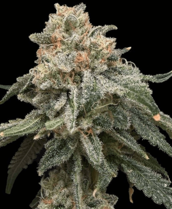 Common Wealth Seed Co Grape Goblin cannabis plant image 1