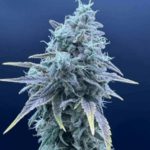 Common Wealth Seed Co Grape Goblin cannabis plant image 2