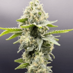 Common Wealth Seed Co Grape Goblin cannabis plant image 3