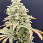 Common Wealth Seed Co Gushii x Grape Sunshine cannabis plant image 1