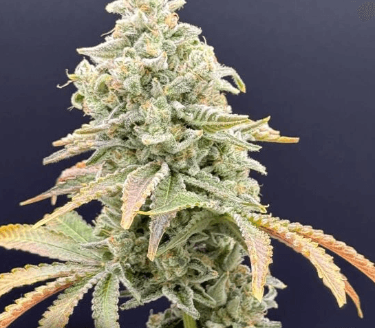 Common Wealth Seed Co Gushii x Grape Sunshine cannabis plant image 1