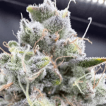 Common Wealth Seed Co Gushii x Grape Sunshine cannabis plant image 2