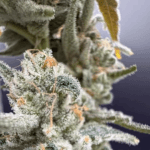 Common Wealth Seed Co Gushii x Grape Sunshine cannabis plant image 3