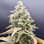 Common Wealth Seed Co Gushii x Grape Sunshine cannabis plant image 4