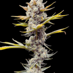 Common Wealth Seed Co Imperial Grapes cannabis plant image 1