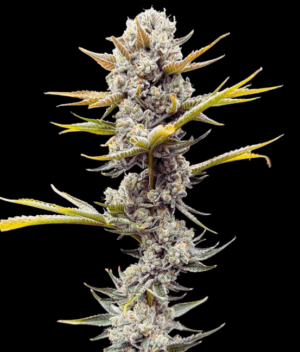 Imperial Grapes