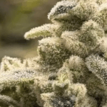 Common Wealth Seed Co Imperial Grapes cannabis plant image 2