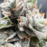 Common Wealth Seed Co Imperial Grapes cannabis plant image 3