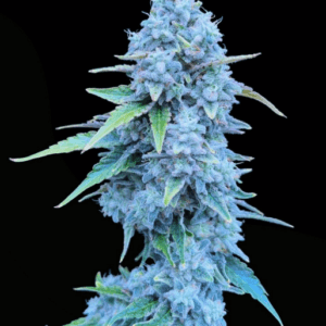 Common Wealth Seed Co Lime Whip cannabis plant image 1