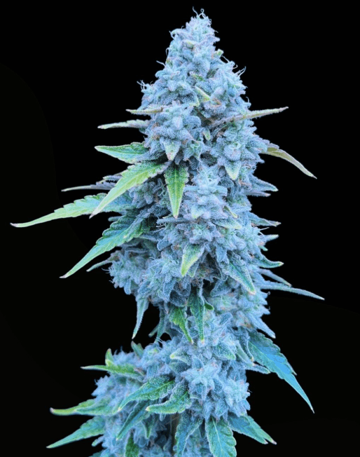 Common Wealth Seed Co Lime Whip cannabis plant image 1