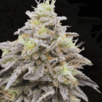 Common Wealth Seed Co Limelight cannabis plant image 1