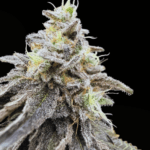 Common Wealth Seed Co Limelight cannabis plant image 2