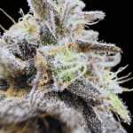 Common Wealth Seed Co Limelight cannabis plant image 3