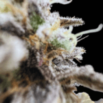 Common Wealth Seed Co Limelight cannabis plant image 4