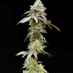 Common Wealth Seed Co Limelight cannabis plant image 5