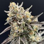 Common Wealth Seed Co Piesol cannabis plant image 1