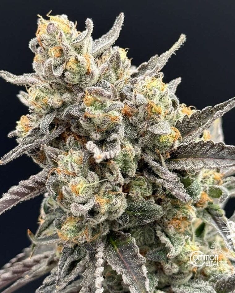Common Wealth Seed Co Piesol cannabis plant image 1