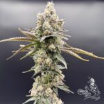 Common Wealth Seed Co Piesol cannabis plant image 10