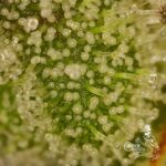 Common Wealth Seed Co Piesol cannabis plant image 2