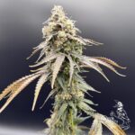 Common Wealth Seed Co Piesol cannabis plant image 3