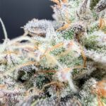 Common Wealth Seed Co Piesol cannabis plant image 4
